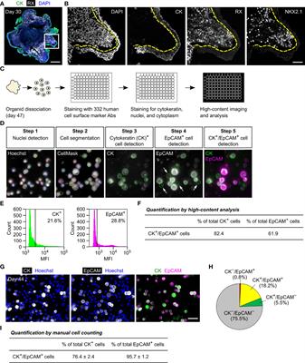 EpCAM Is a Surface Marker for Enriching Anterior Pituitary Cells From Human Hypothalamic-Pituitary Organoids